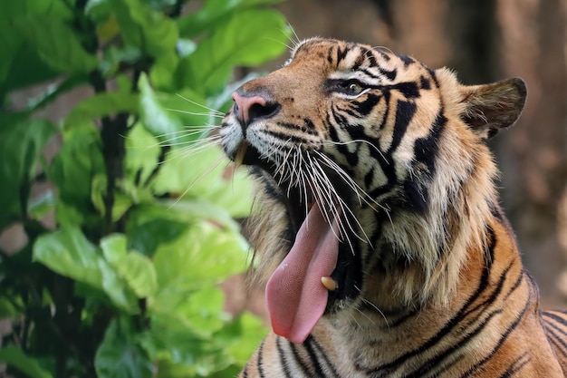 Portret van een Bengaalse tijger Close-up hoofd Bengaalse tijger Mannetje van Bengaalse tijger close-up