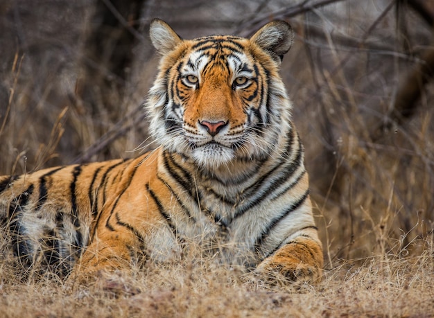 Portret van een bengaalse tijger. nationaal park ranthambore. india.