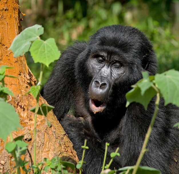 Portret van een berggorilla. Oeganda. Bwindi Impenetrable Forest National Park.