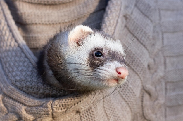 Portret van een binnenlandse fret die in de capuchon van een jas zit tijdens een winterwandeling