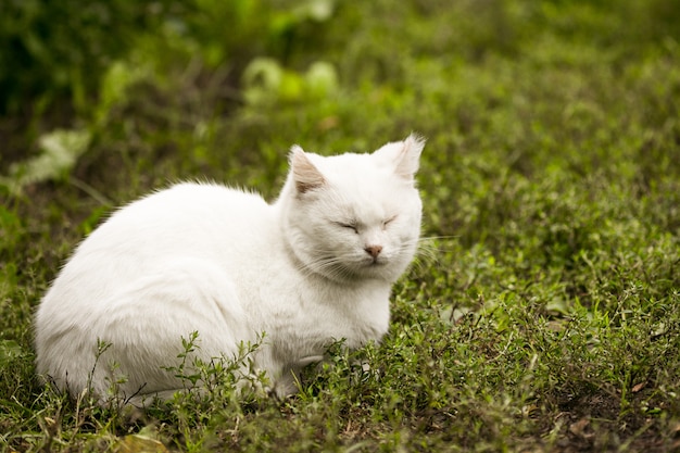 Portret van een binnenlandse kat van witte kleur met grote ogen. Witte kat met een roze neus. Wit Russisch kattenras.