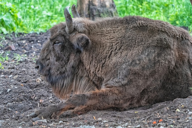 Portret van een bizon in de natuur