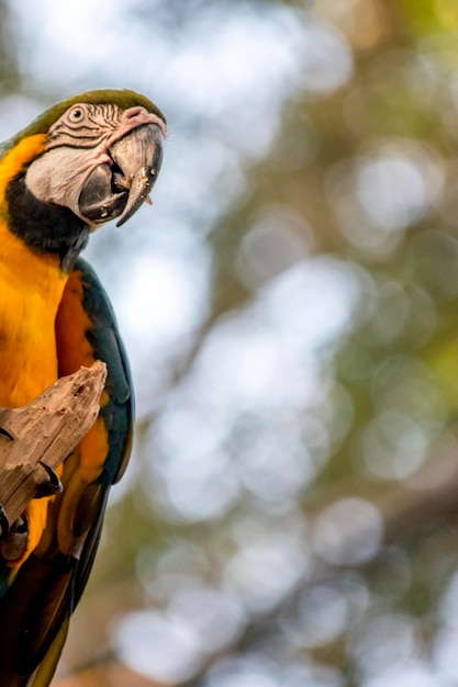 Portret van een blauwe en gele ara Ara ararauna bedreigde vogels