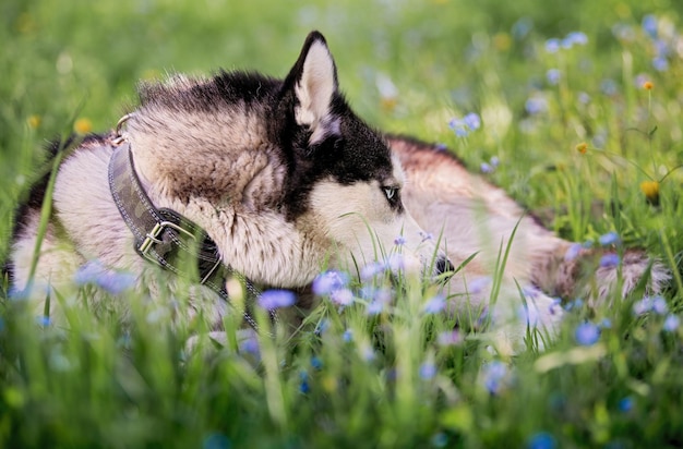 Portret van een blauwogige Siberische Husky die opgerold ligt tussen het gras en vergeet-me-nietjes