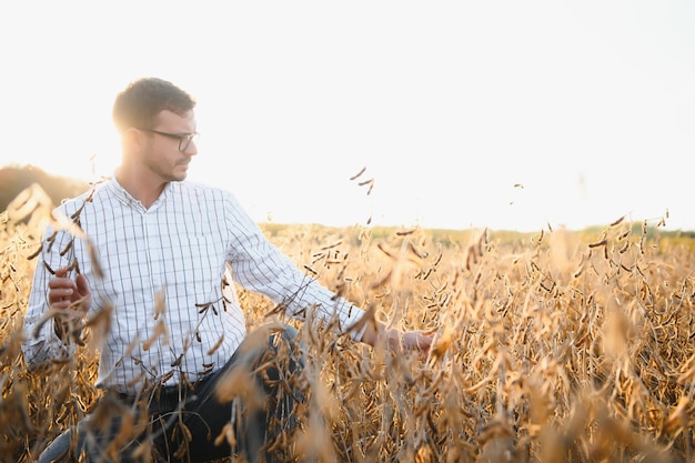 Portret van een boer die in een sojaboonveld staat en het gewas bij zonsondergang onderzoekt