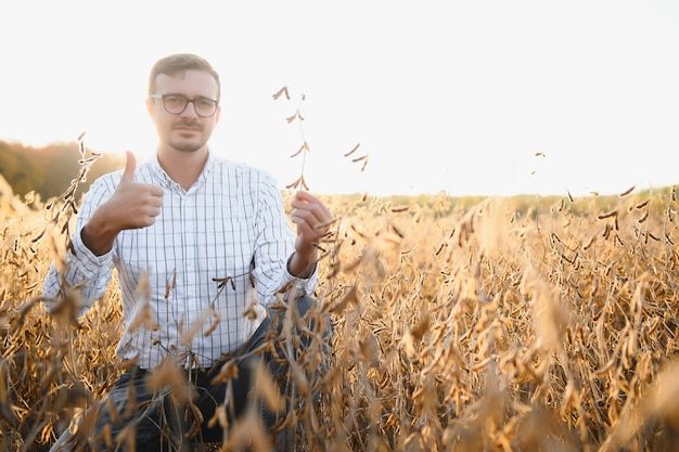 Portret van een boer die in een sojaboonveld staat en het gewas bij zonsondergang onderzoekt