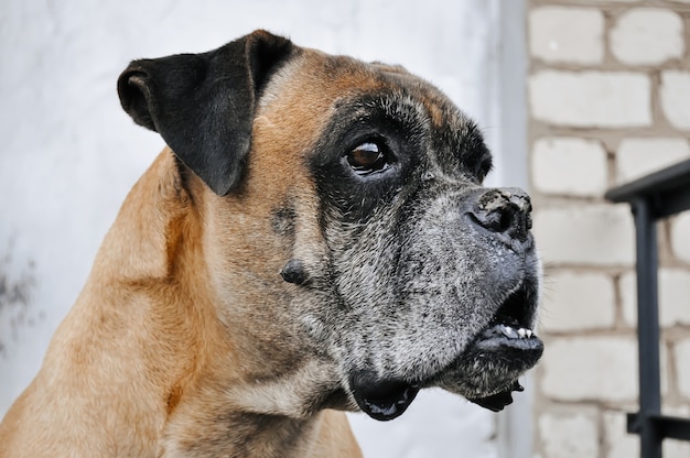 Portret van een bokserhond