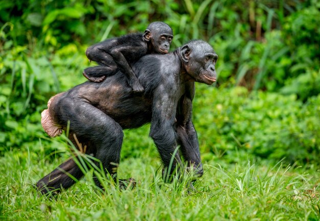 Portret van een bonobo in de natuur