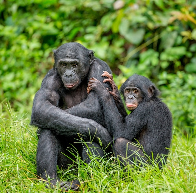 Portret van een bonobo in de natuur