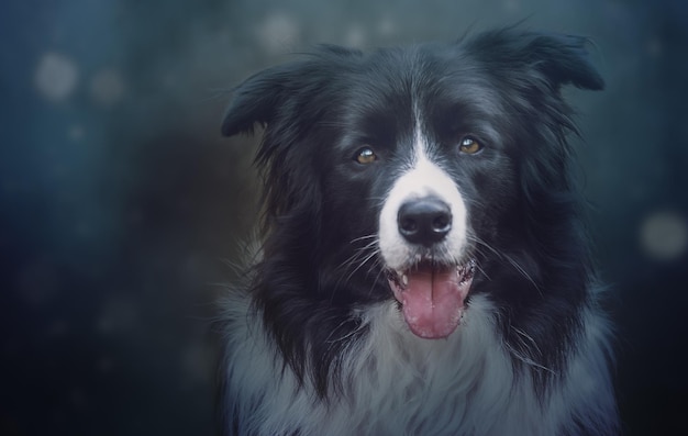 Portret van een border collie die zijn tong uitsteekt