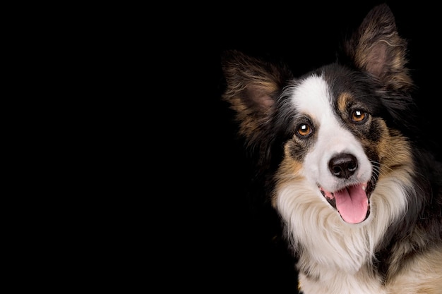 Portret van een border collie herdershond