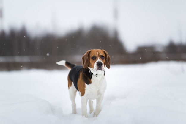 Portret van een Brakhond in de winter, bewolkte dag, sno het vallen