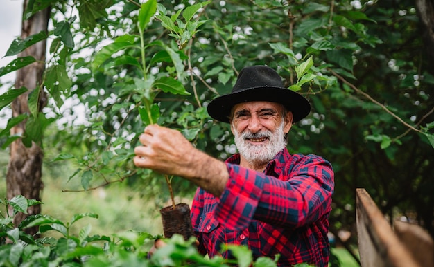 Portret van een Braziliaanse boer in het casual shirt op de boerderij die koffiezaailingen analyseert