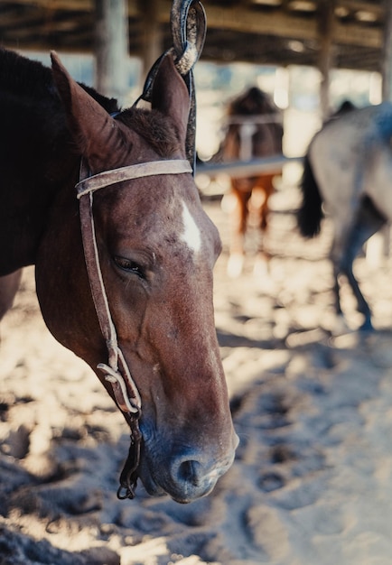 Foto portret van een bruin creools paard