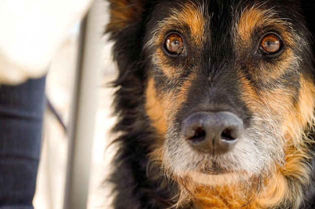 Portret van een bruin en harige hond voor huisdier