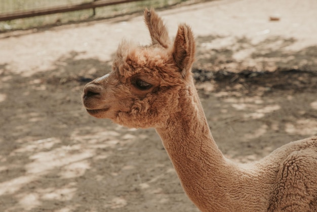 Portret van een bruin gekleurde alpaca close-up