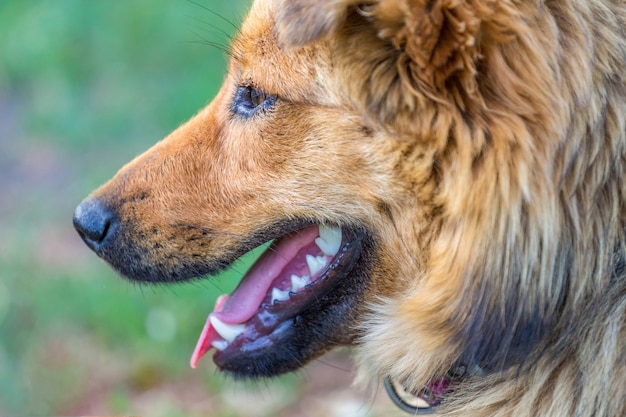 Portret van een bruine hond close-up in profiel te bekijken