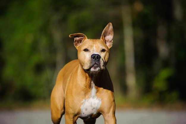 Portret van een bruine hond die loopt