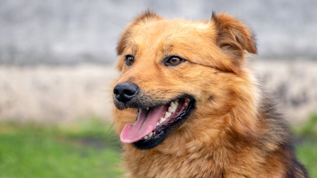 Portret van een bruine hond