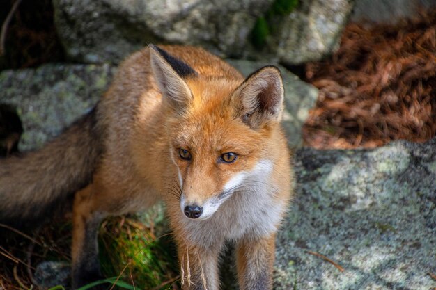 Foto portret van een bruine kat die op het land staat