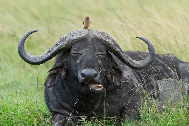 Foto portret van een buffel met een vogel op zijn hoofd