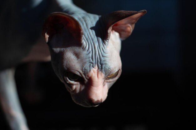 Foto portret van een canadese sphynx kat in een lage toonhoogte