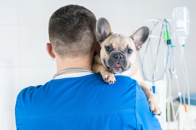 Portret van een charmante Franse Bulldog, zittend in de armen van een arts. Uitzicht vanaf de achterkant. Reclame voor dierenklinieken