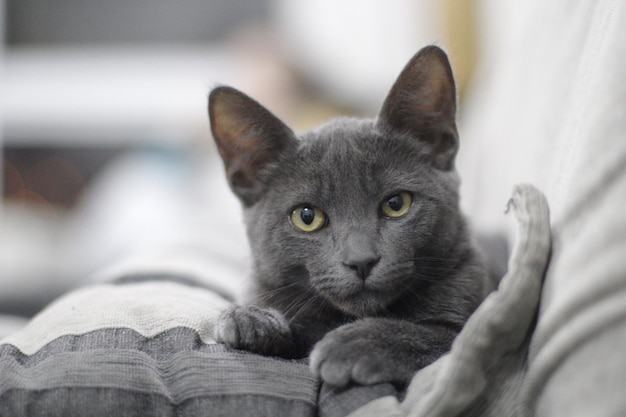 Portret van een chartreux kat die op een bed rust