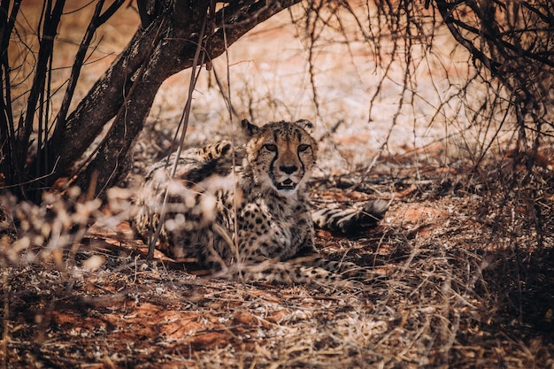 Portret van een cheetah die in het bos rust