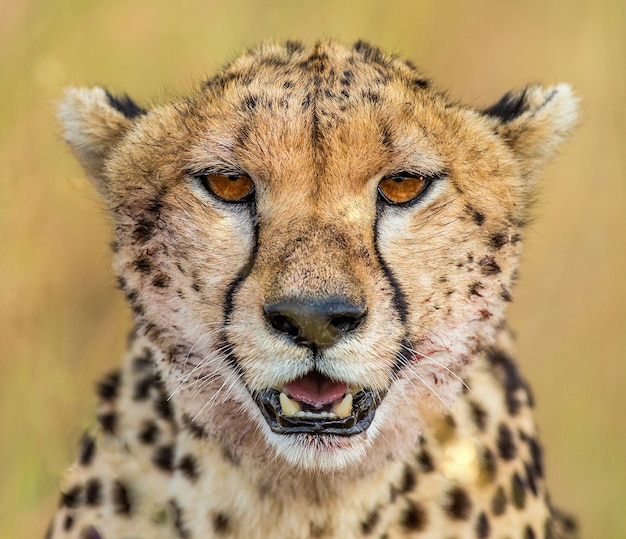 Portret van een cheetah.