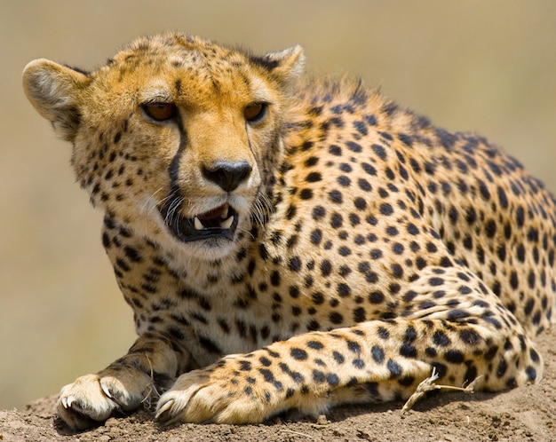 Portret van een cheetah.