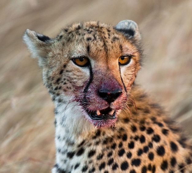 Portret van een cheetah.