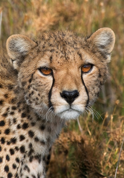 Portret van een cheetah.