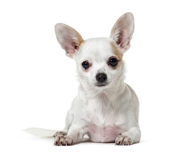 Portret van een Chihuahua-Hond het liggen