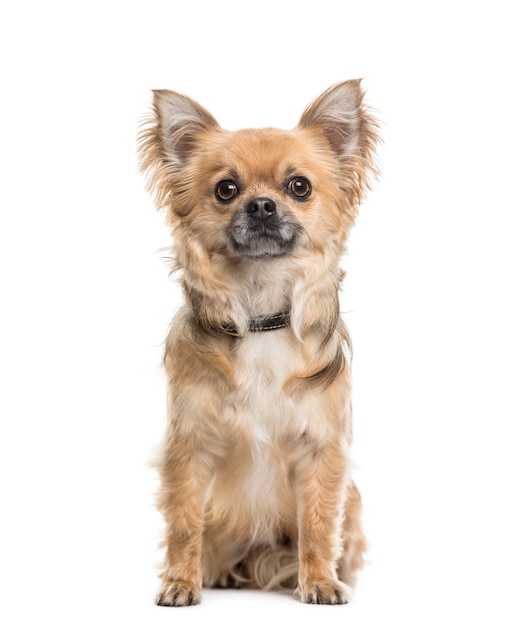 Portret van een Chihuahua-hondzitting voor een witte achtergrond