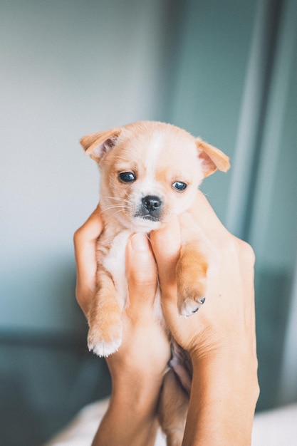 Portret van een chihuahua-puppy in de hand