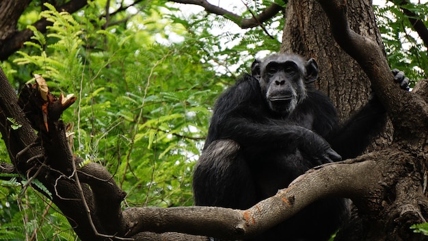 Portret van een chimpansee op een boom