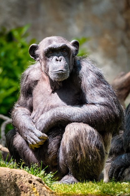 Portret van een chimpansee