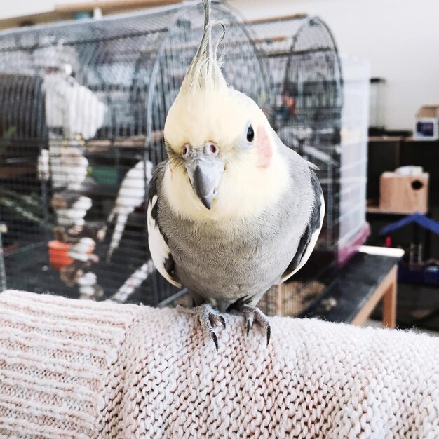 Foto portret van een cockatiel