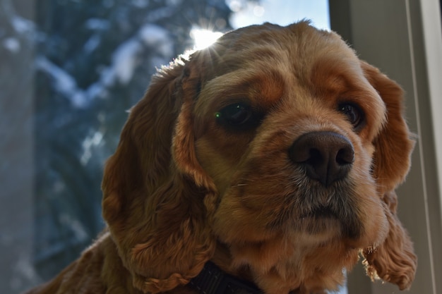 Portret van een cocker-spaniëlhond thuis