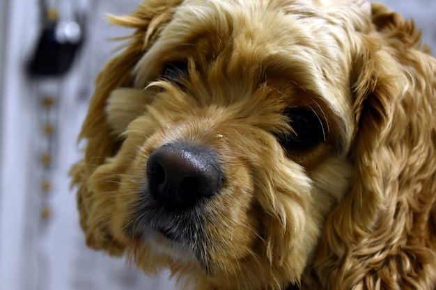 Portret van een cocker-spaniëlhond