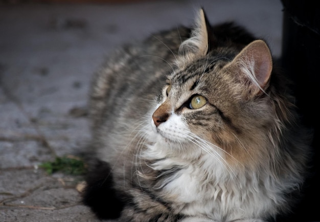 Portret van een Cyperse kat