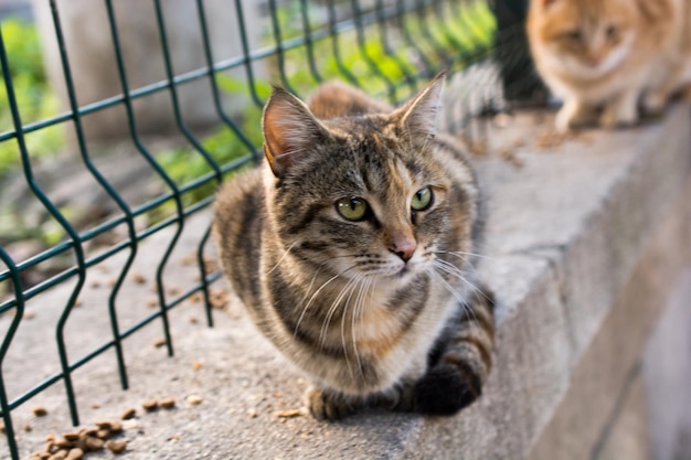 Portret van een dakloze straatkatten