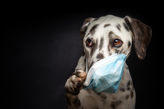 Portret van een Dalmatische rashond met een beschermend medisch masker op een zwarte achtergrond De foto is gemaakt in een fotostudio