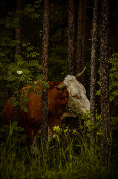 Foto portret van een dier op het veld