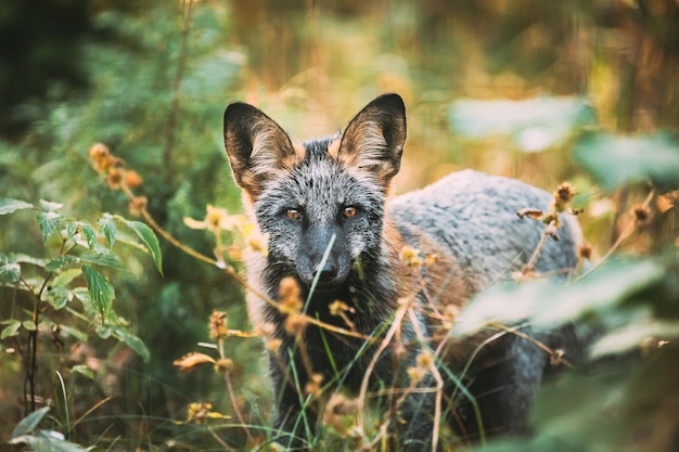 Foto portret van een dier op het veld