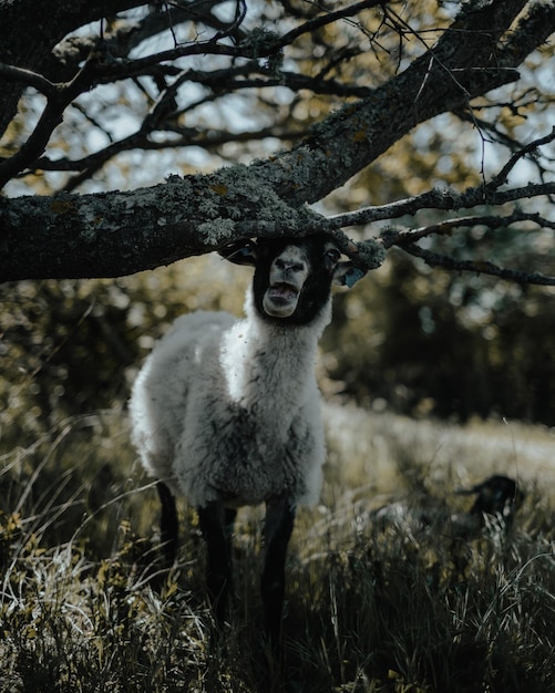 Portret van een dier op het veld