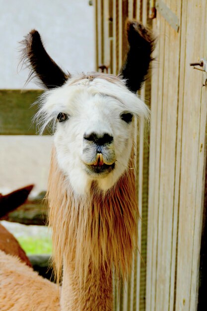 Foto portret van een dier