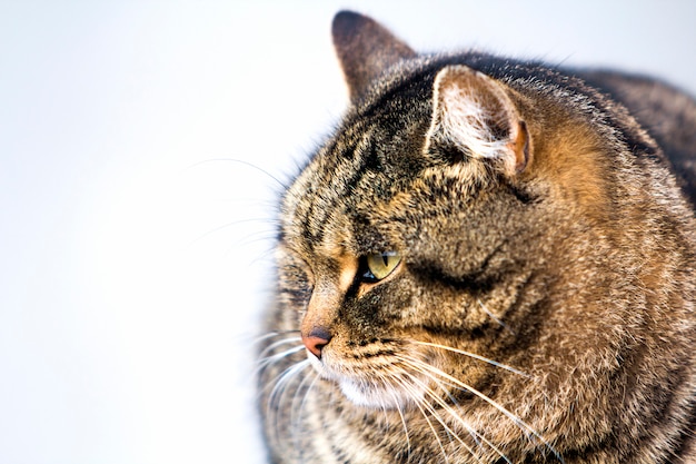 Portret van een dikke gestreepte kat met groene ogen