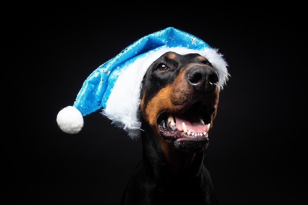 Portret van een Doberman-hond in een kerstmuts geïsoleerd op een zwarte achtergrond